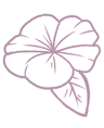 Hibiskusblüten